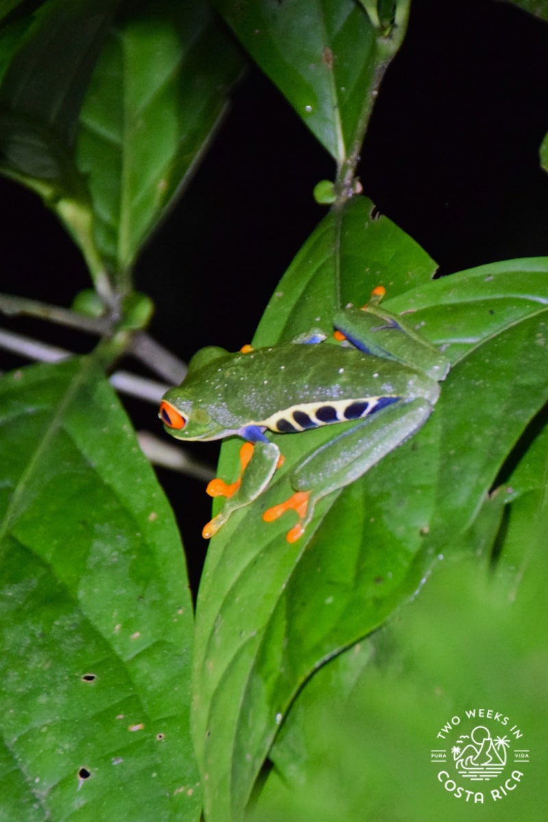 green frog with orange and blue stripes on a leaf at night