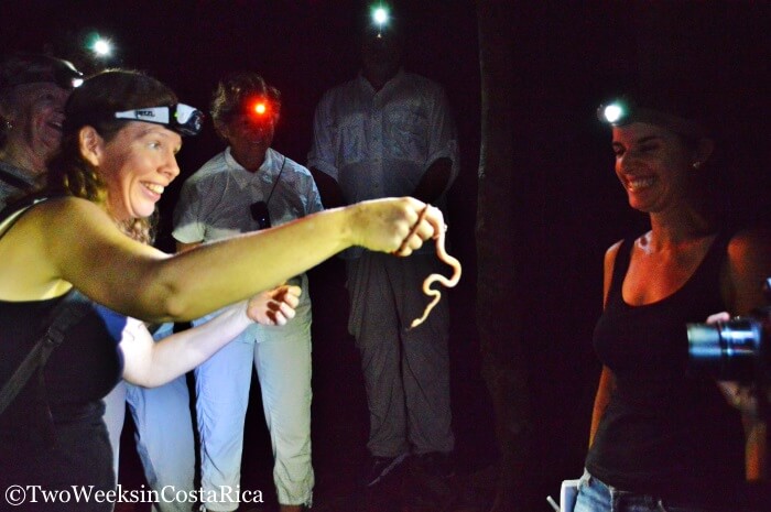 Red Eyed Tree Snake | Two Weeks in Costa Rica