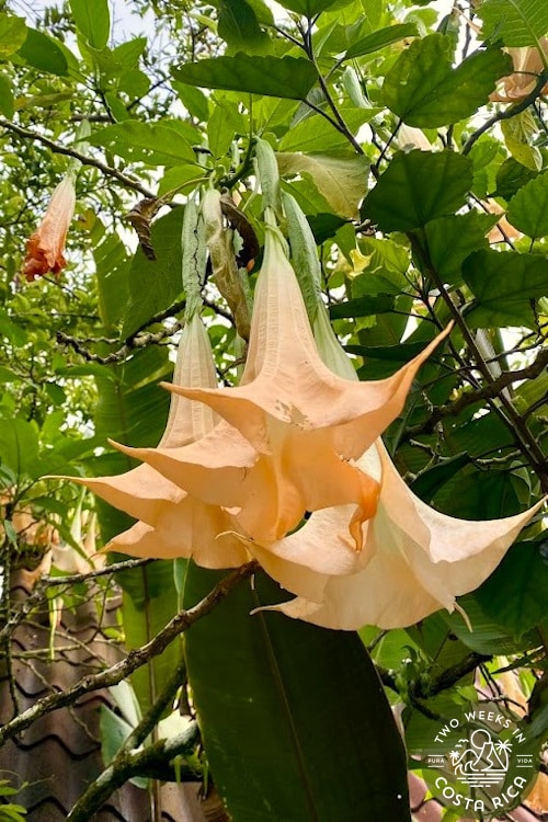 large peach colored flower hanging down on a green bush