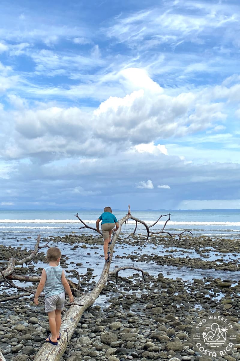 kids playing on driftwood at a beach in costa rica