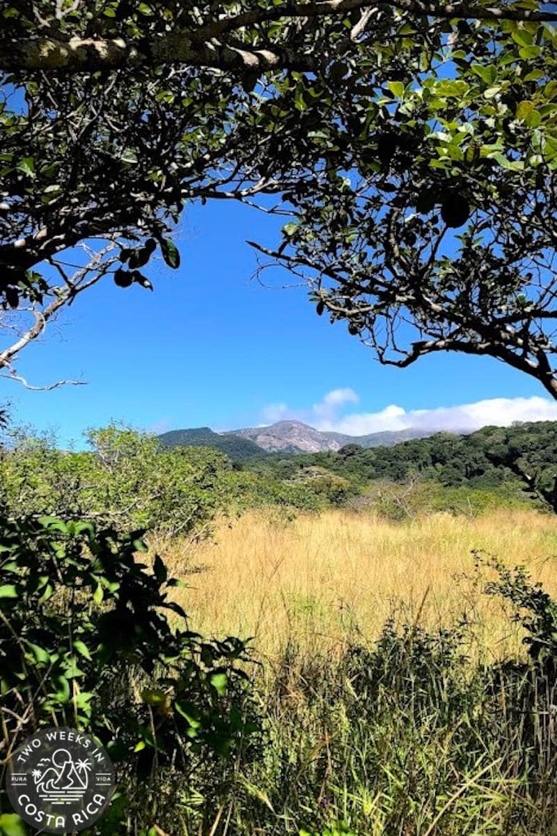 looking at a dry field through trees with a gray cone shaped volcano in the distance