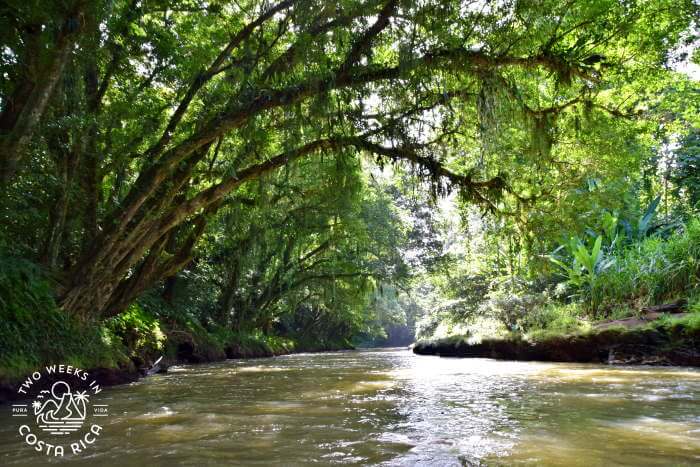 View of large trees hanging over a river in Costa Rica during a safari float tour