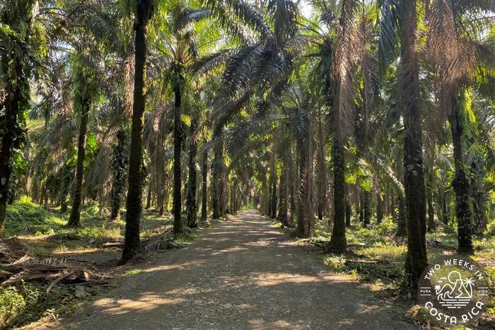 Road to Kids Saving the Rainforest