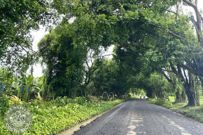 Banana Train Costa Rica
