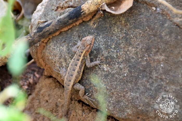Wildlife Playa Ventanas Guanacaste