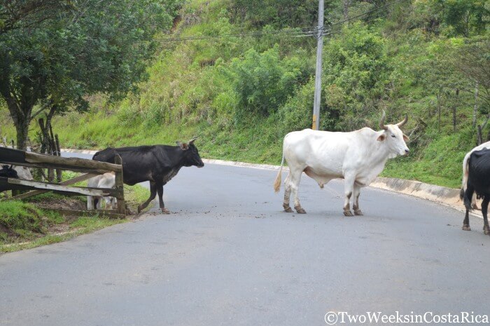 Road Conditions in Costa Rica - Route 142