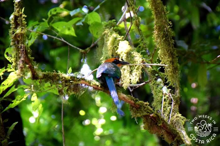 Tropical Bird Mistico Hanging Bridges