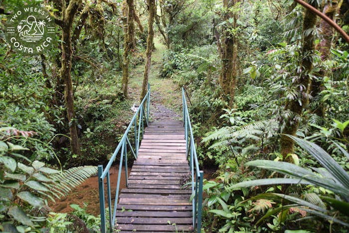 A small wooden bridge over a stream with mossy trees around