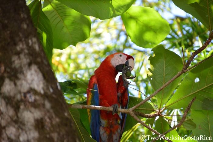 Scarlet Macaw | Playa San Josecito: Hiking and Snorkeling near Drake Bay