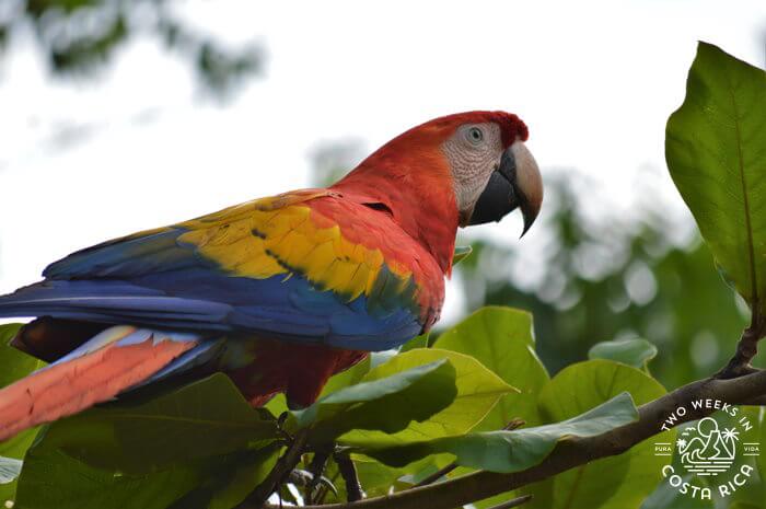scarlet macaw parrot in an almond tree in Corcovado National Park in Costa Rica