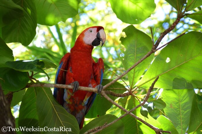 Scarlet Macaw Central Pacific Costa Rica