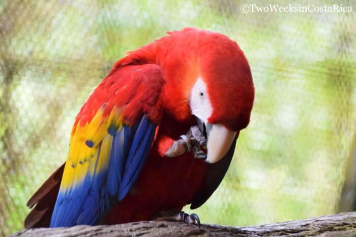 Scarlet Macaw at La Paz Peace Lodge