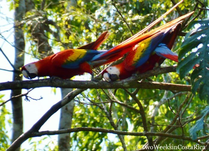 Two Scarlet Macaw Parrots on a branch in Carara National Park near Jaco