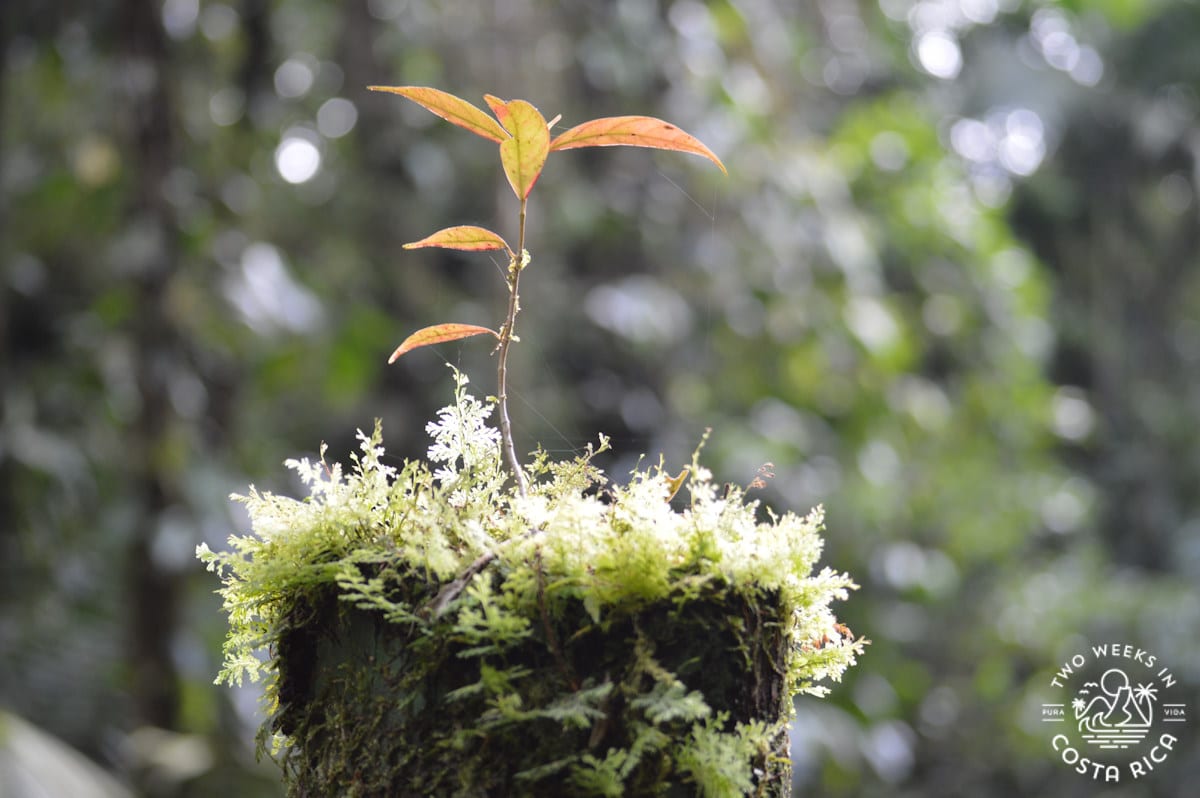 plants and moss growing on top of a tree stump