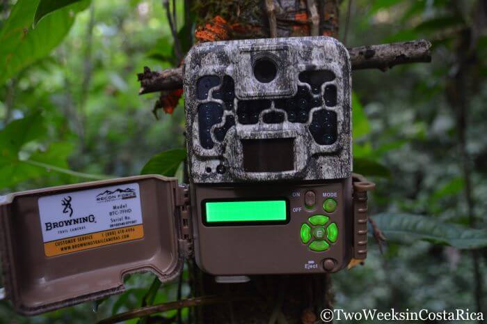 Spying on the Rainforest: Setting up Trail Cameras in Costa Rica | Two Weeks in Costa Rica