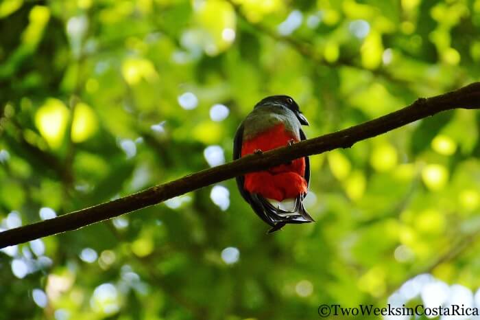Slaty-tailed Trogon in Carara National Park