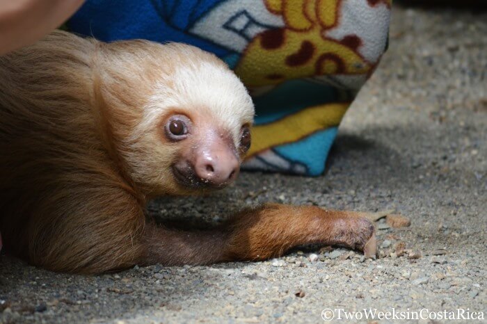 Sloth at Kids Saving the Rainforest | Two Weeks in Costa Rica