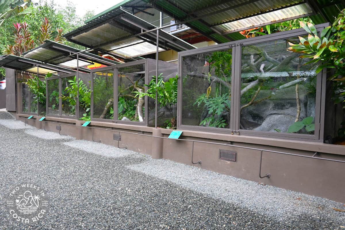 snakes near the entrance at reptilandia