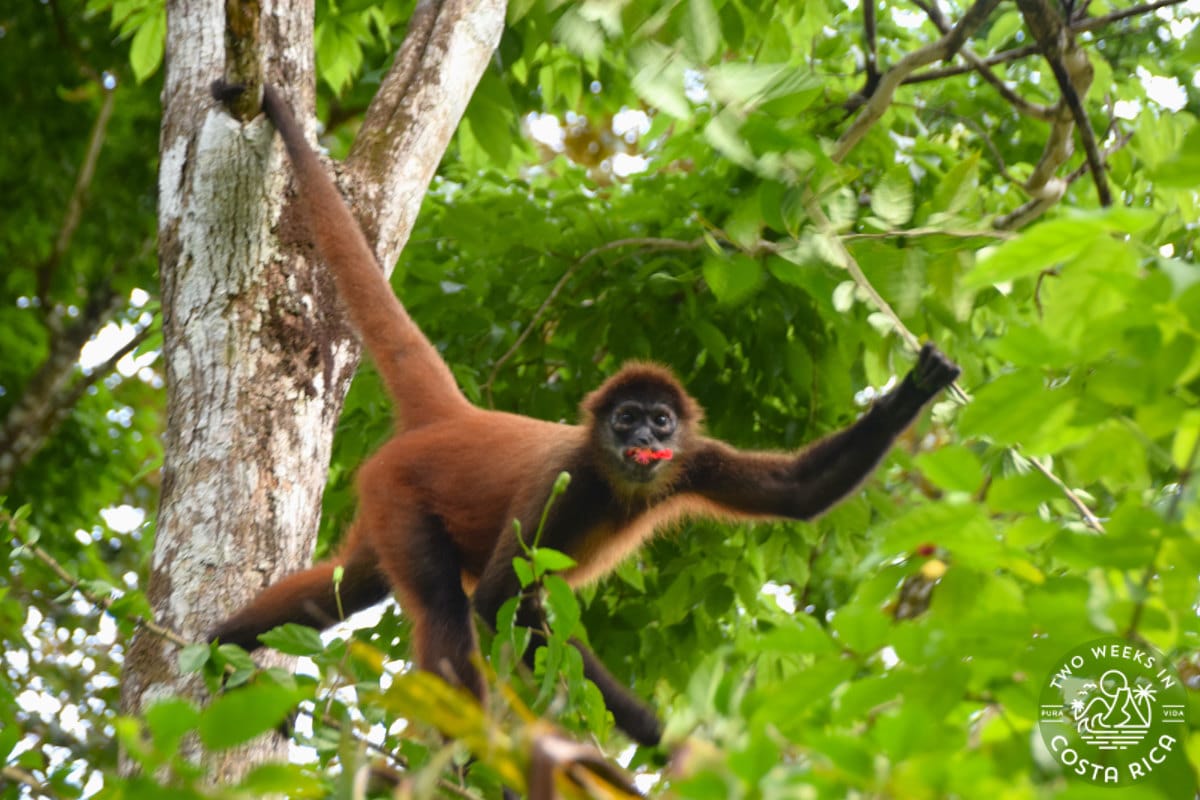 a brown monkey climbing through the trees with a hibiscus flower in its mouth