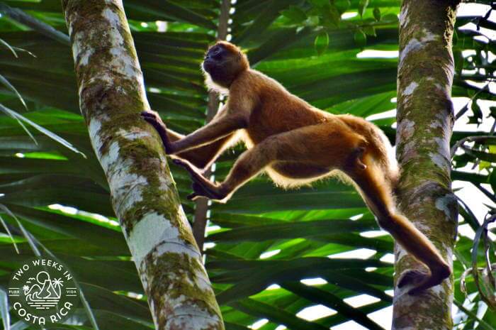 Spider Monkey Tortuguero Canals