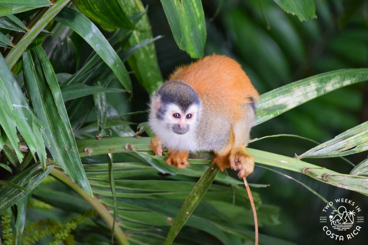 a small brown monkey sitting in a palm tree