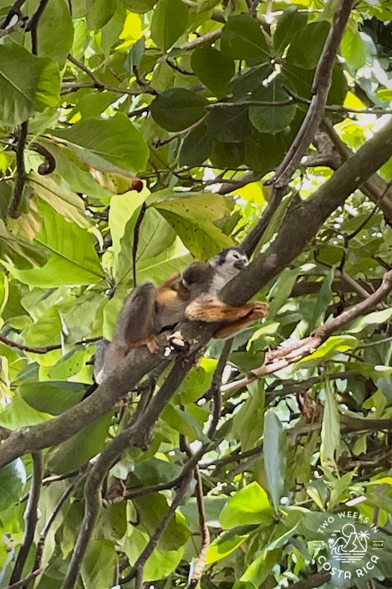 small brown and gray monkey in a tree
