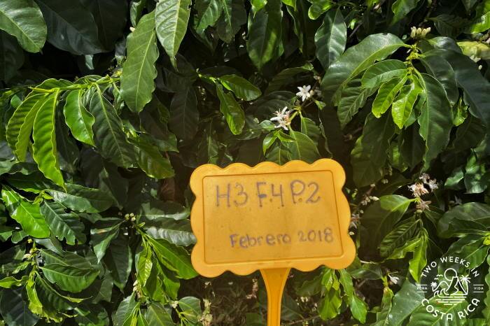 Coffee production science