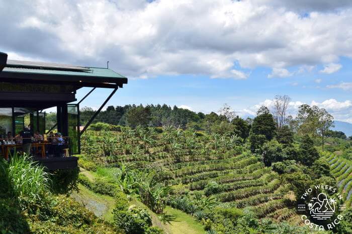 Starbucks restaurant overlooking coffee farm