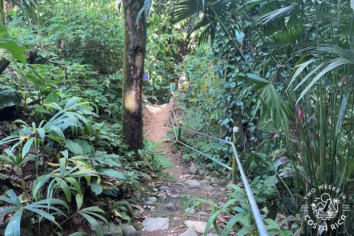 Trail Catarata Uvita