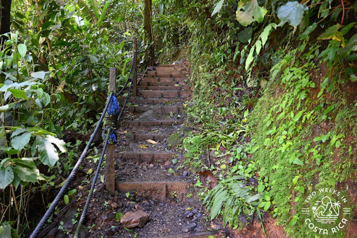 Many stairs through the jungle 