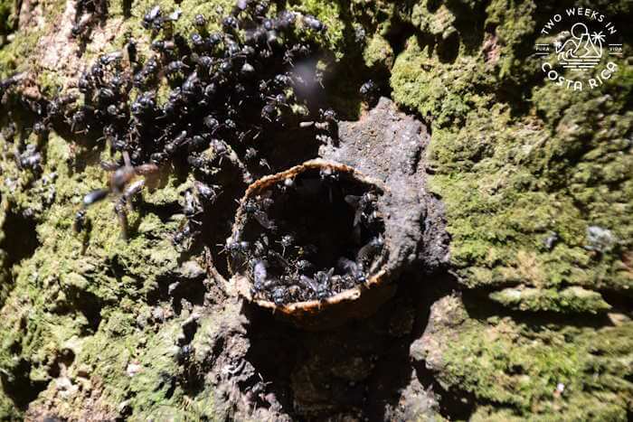 Bees Palmares Costa Rica