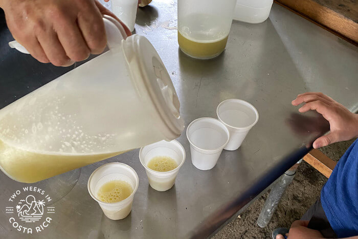 Sugar Cane Juice Tasting