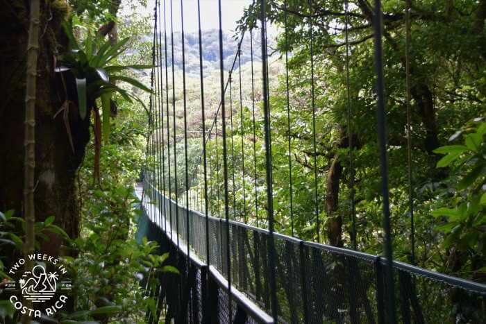 side view of Selvatura hanging bridges