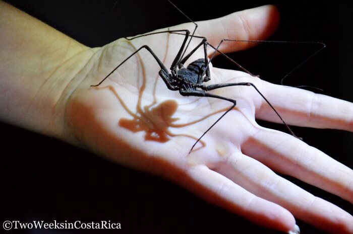 Tailless Whip Scorpion | Two Weeks in Costa Rica