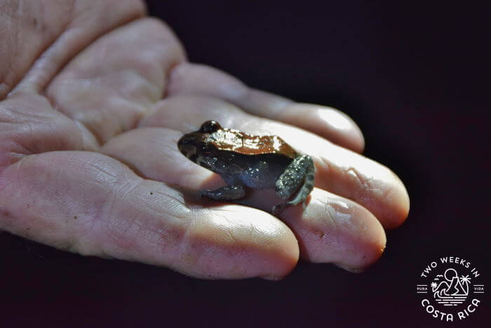 Night Tour Tapir Valley