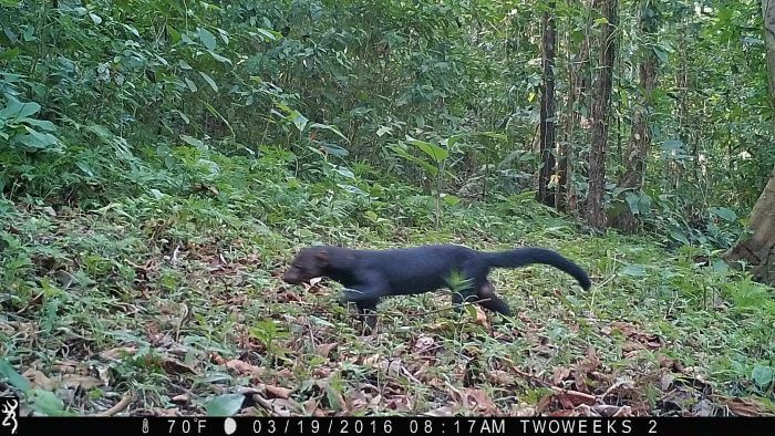 Using Trail Cameras in Costa Rica: The Tyra | Two Weeks in Costa Rica