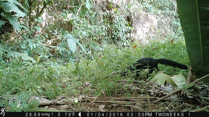  Using Trail Cameras in Costa Rica: The elusive Tayra | Two Weeks in Costa Rica