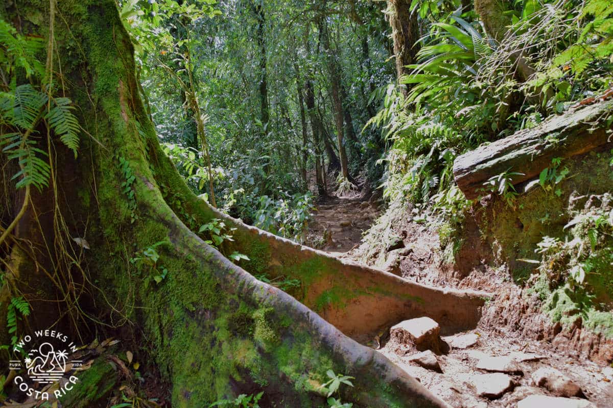 A giant tree with roots protruding into the trail