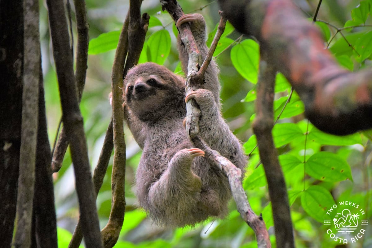 A three-toed sloth climbing down a vine at Manuel Antonio National Park