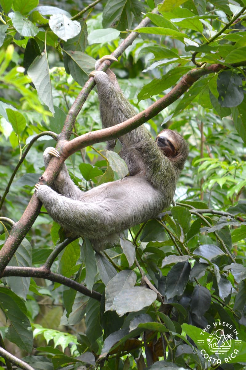 a sloth in a tree in manuel antonio national park
