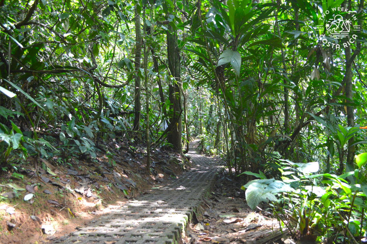 trail with pavers through the thick jungle