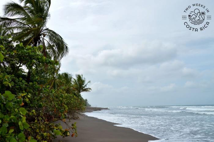 Beach Tortuguero