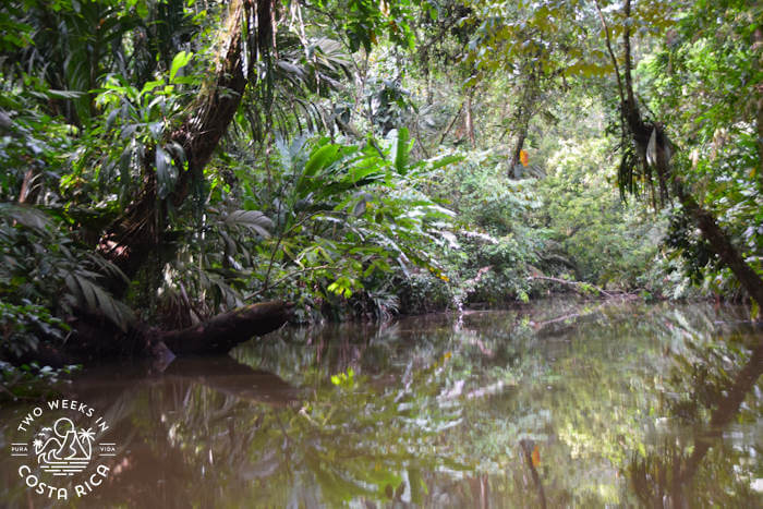 Lush vegetation along the banks of a narrow canal in Tortuguero, Costa Rica