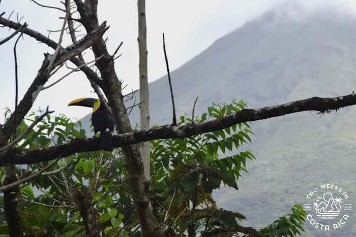 toucan la fortuna