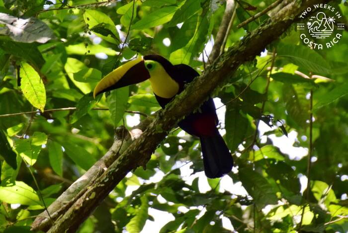 Yellow-throated Toucan