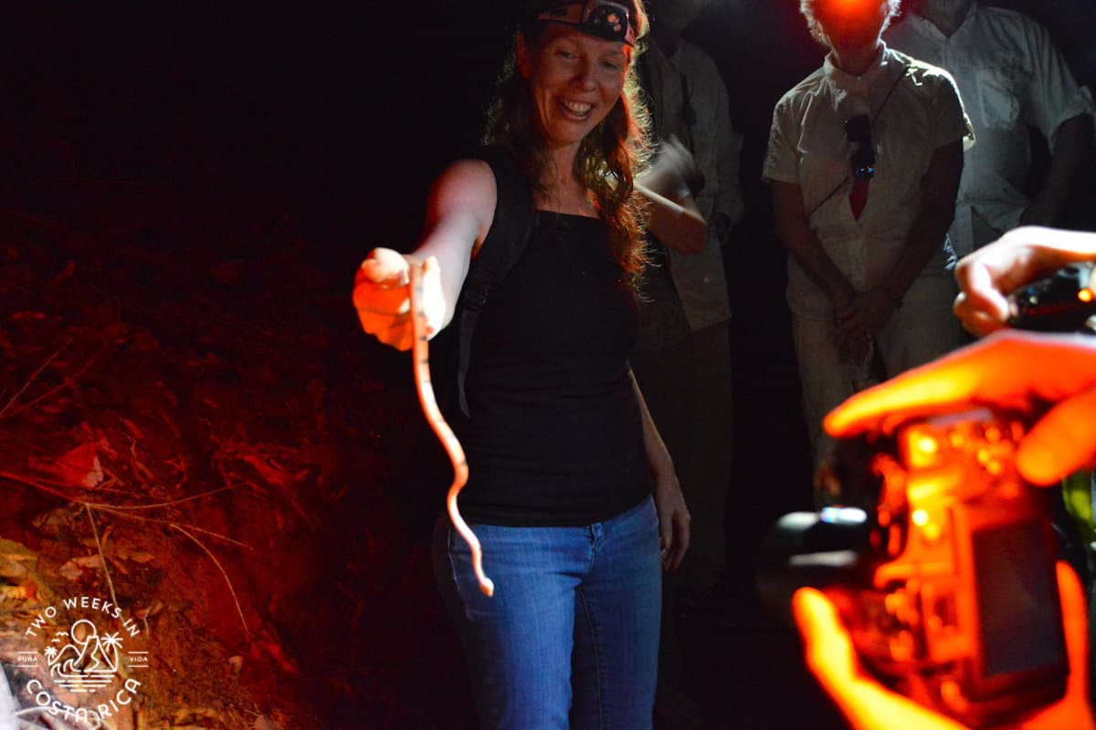 A guide holding a snake on a night tour in drake bay costa rica