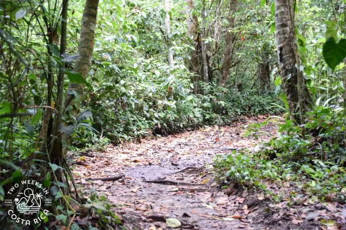 Jungle trail at Cahuita National Park