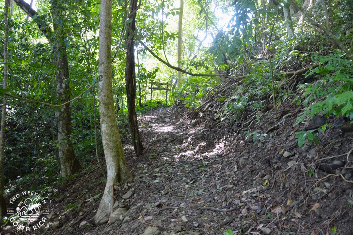 a trail through the jungle leading to arco beach near uvita