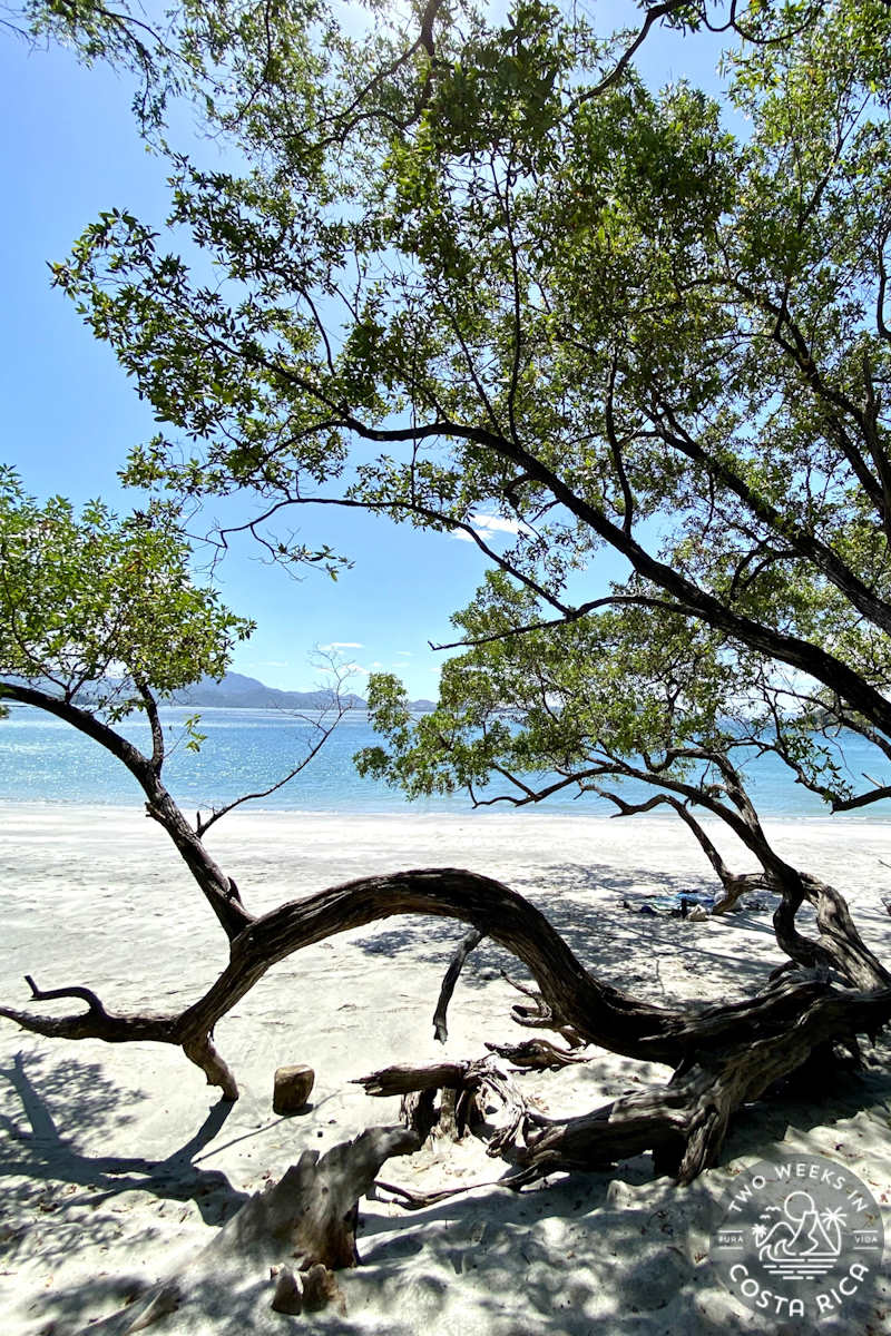a shrubby tree on playa dantita with the blue ocean and white sand in background