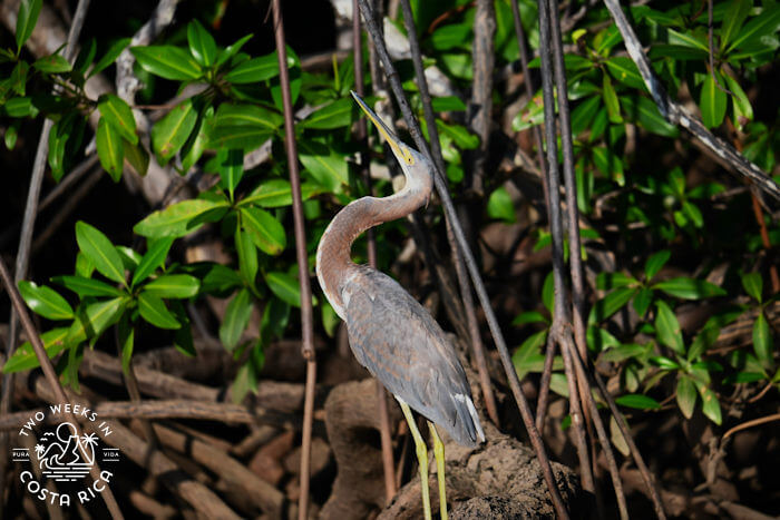 A brownish-colored wading bird called the Tri-colored heron craning its neck in the Tamarindo Estuary